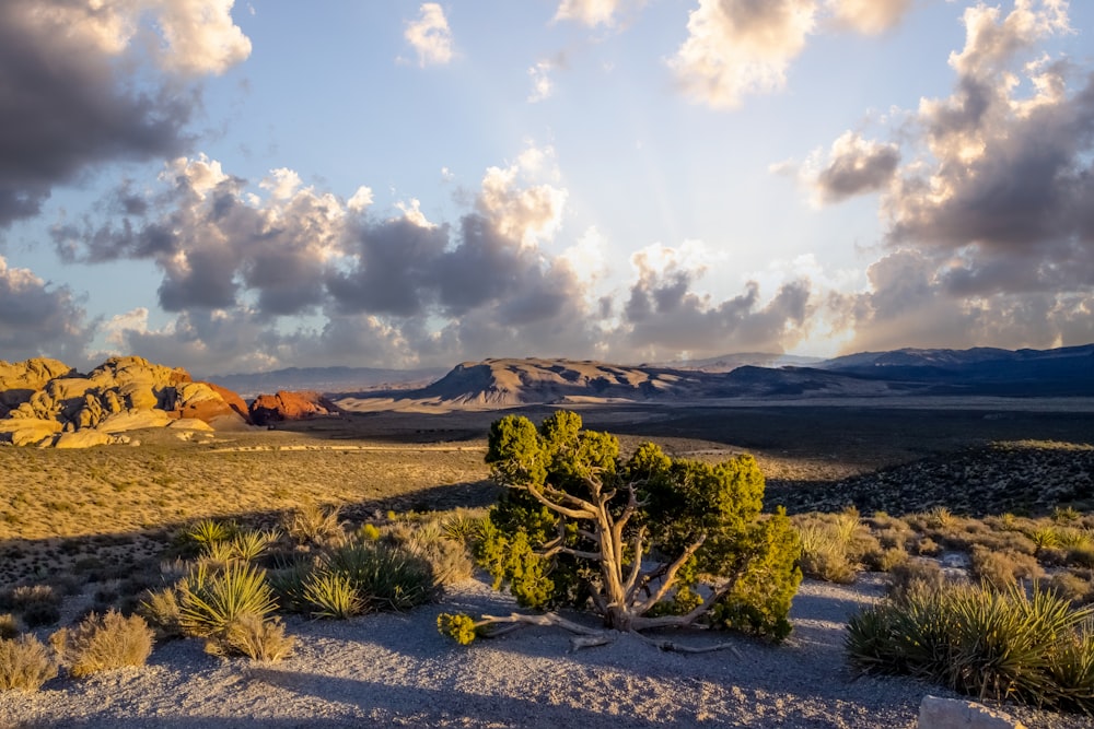 a desert landscape with a few trees