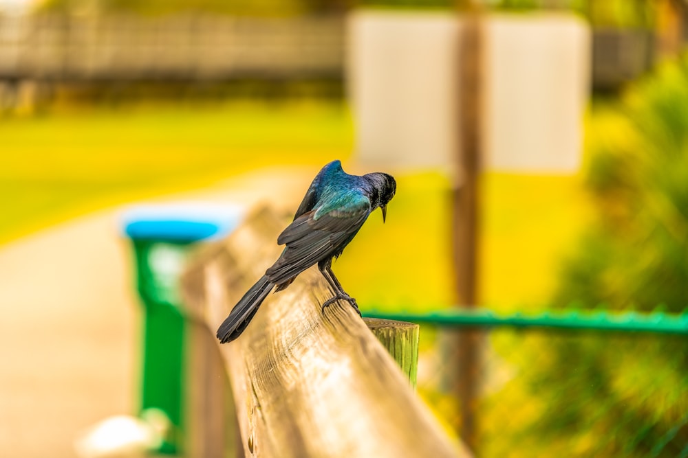 a bird perched on a fence