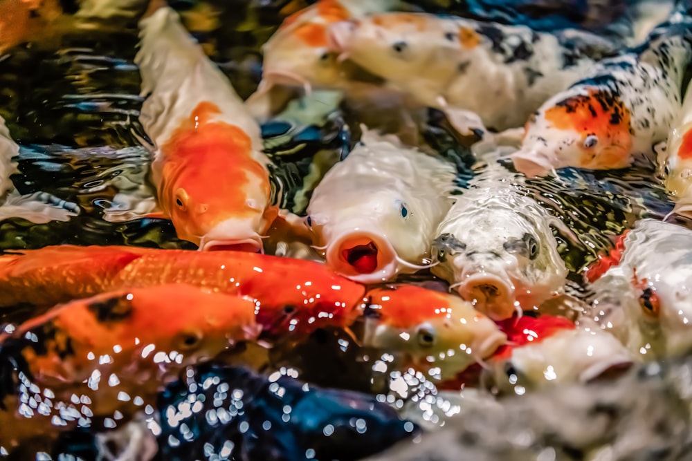 a group of goldfish