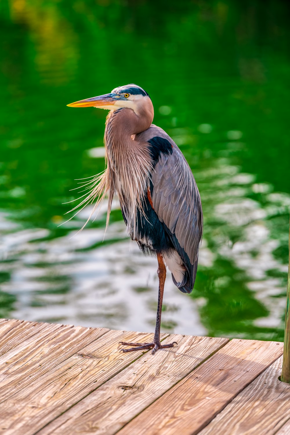 a bird standing on a wood surface