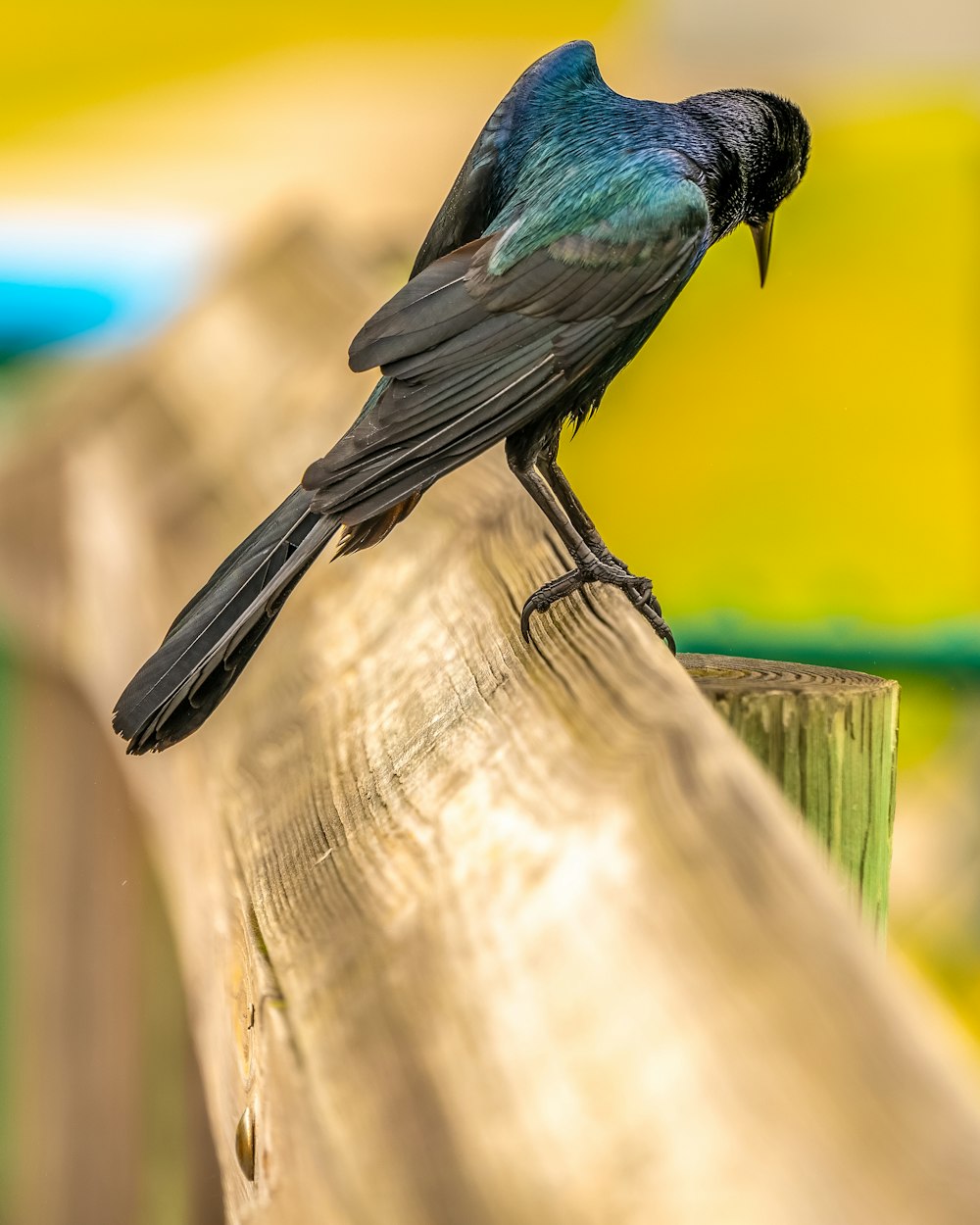 a bird perched on a branch