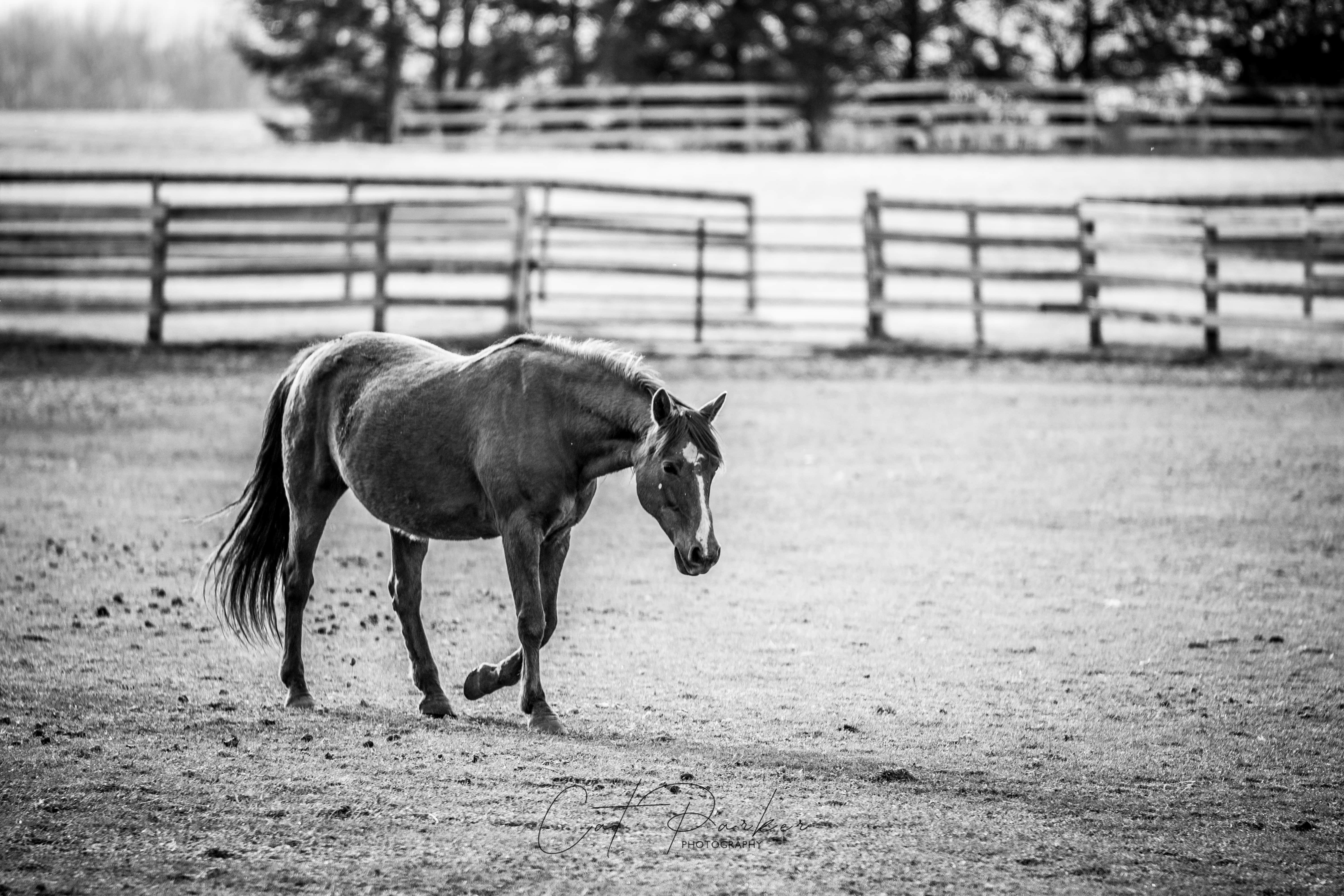 Photo by catparkerphoto