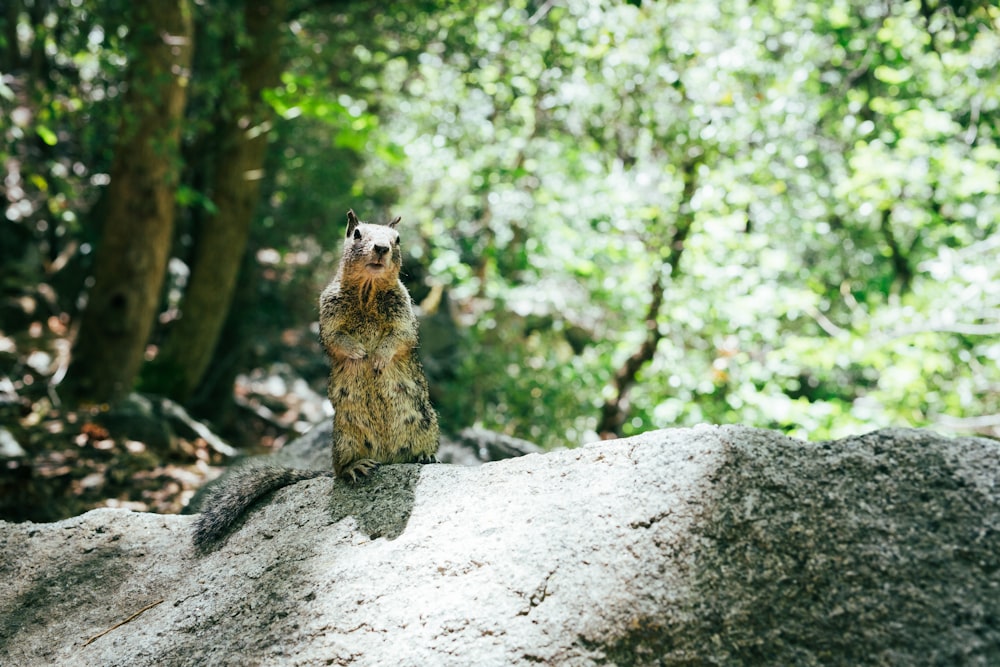 a squirrel standing on a rock