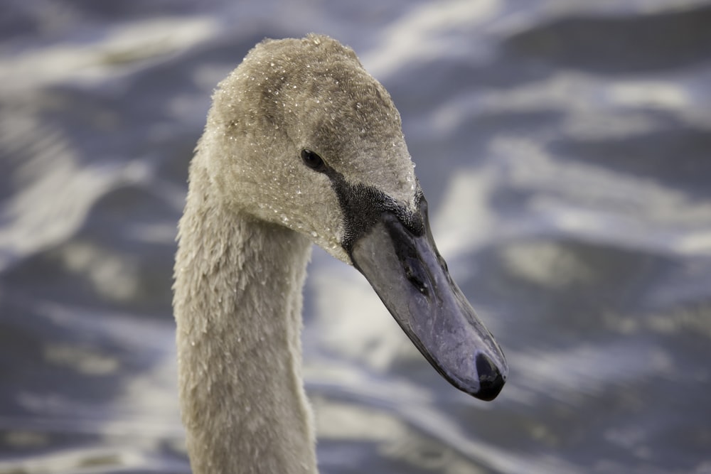 a goose with a long beak