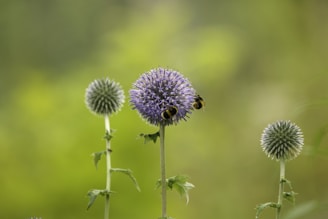 a bee on a flower