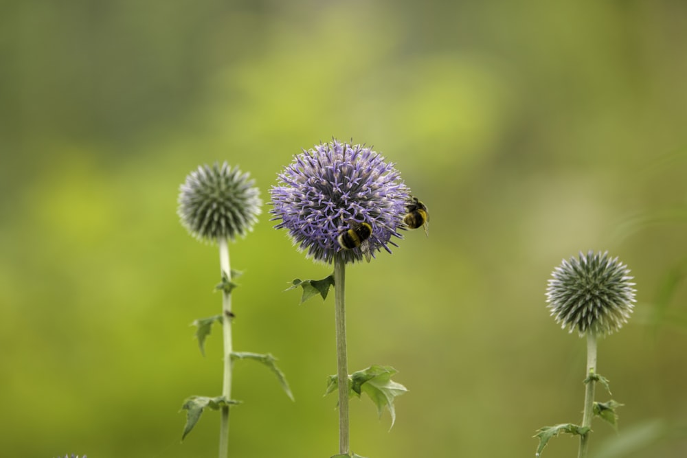 a bee on a flower