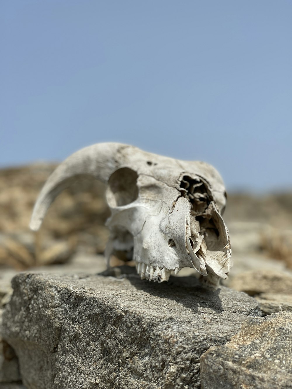 a skull of an animal