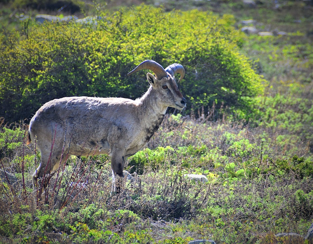 a ram with horns standing in a field