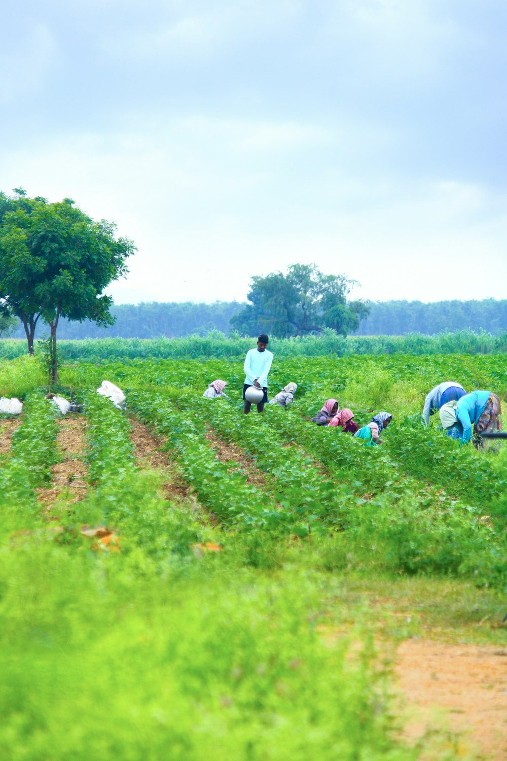 a group of people working in a field