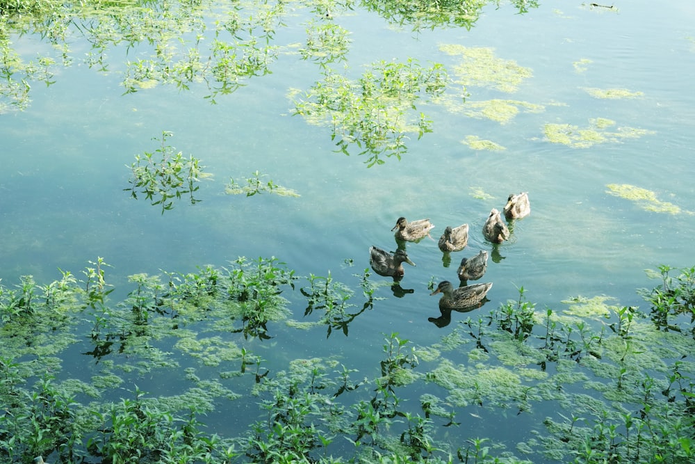 ducks swimming in a pond