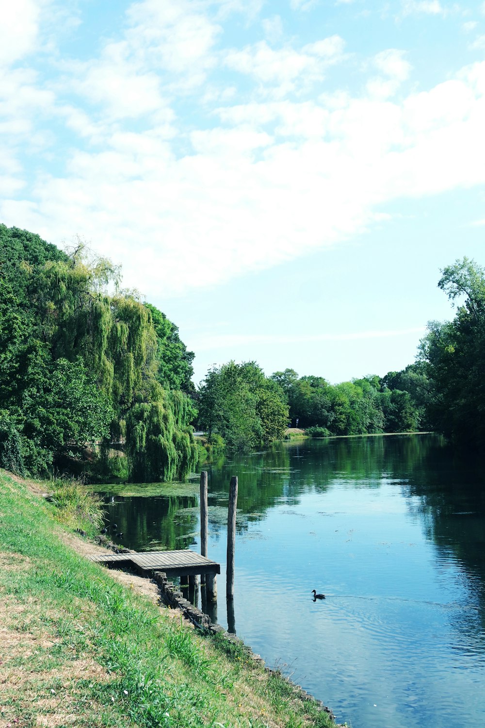 a body of water with trees around it