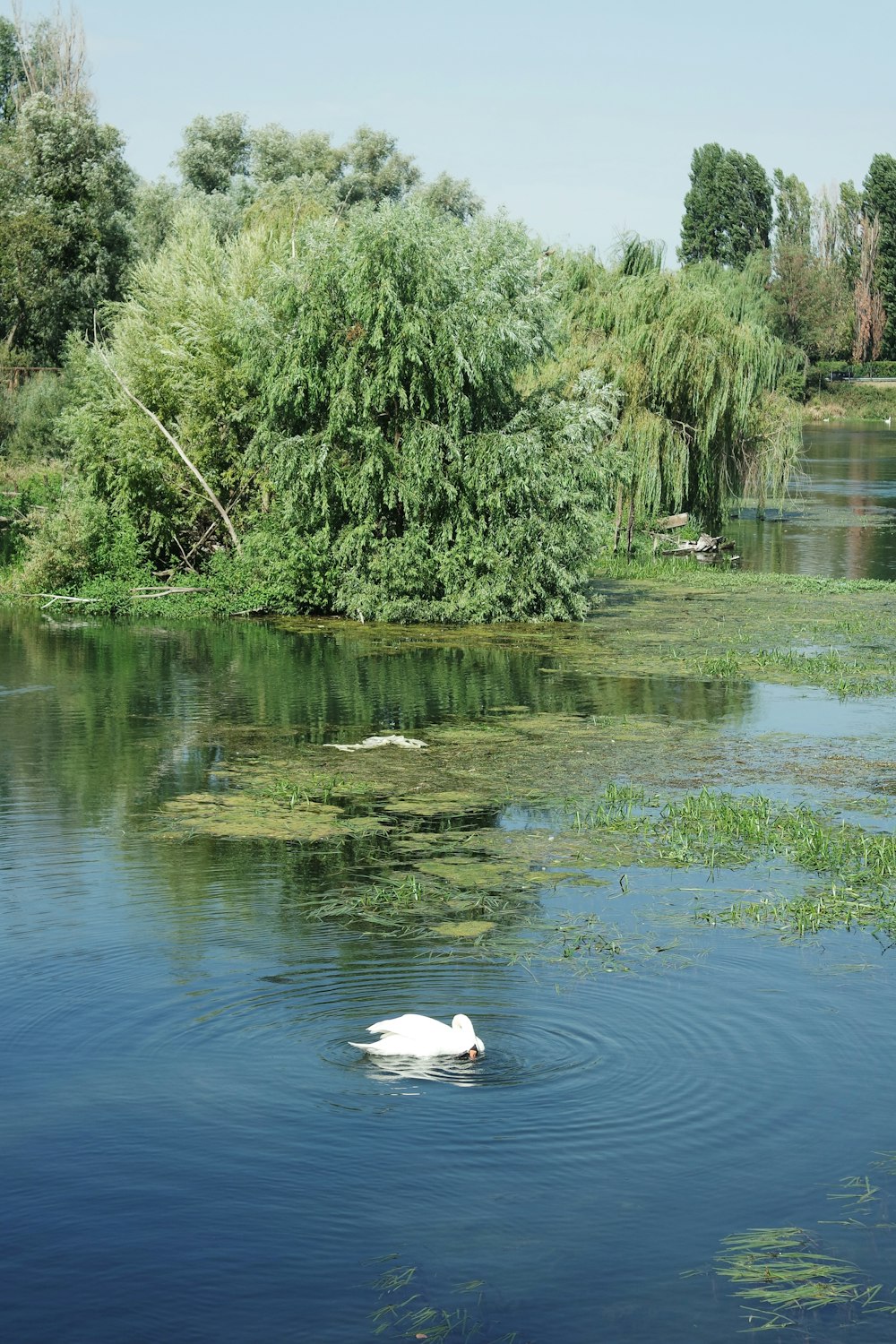 Un cigno che nuota in un lago