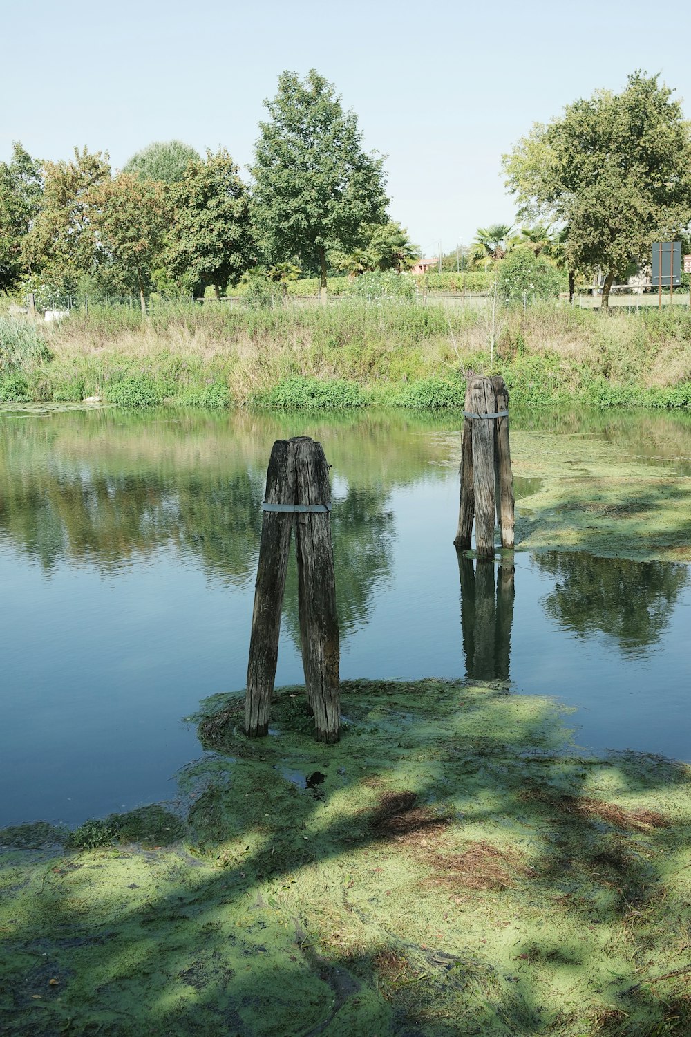 uno specchio d'acqua con alberi ed erba intorno