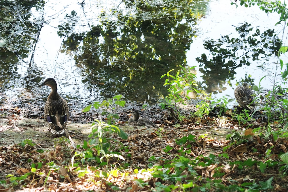 a duck walking on the ground