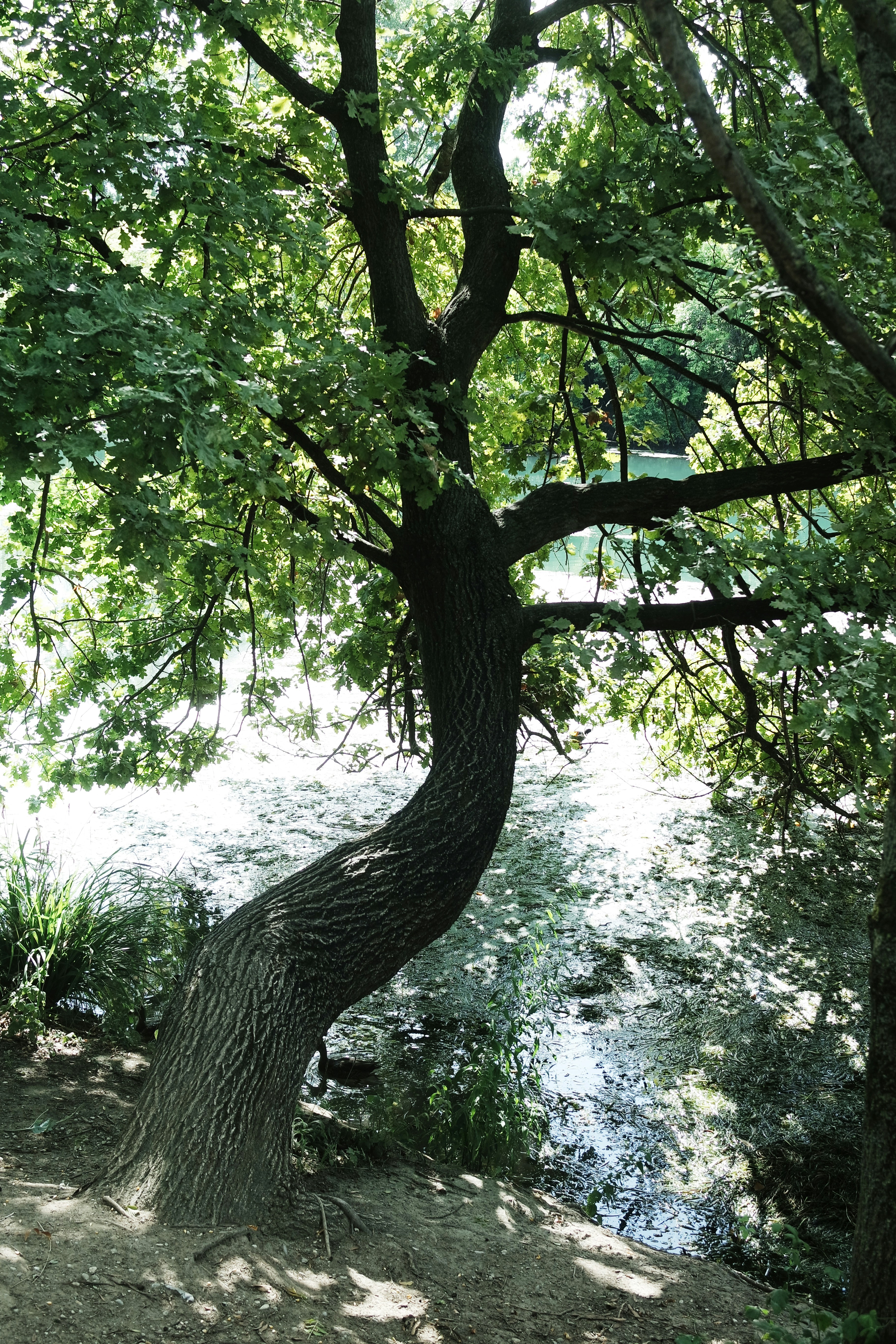 The Tree That Silently Watched 