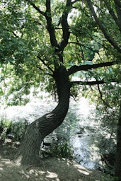 a tree with many branches
