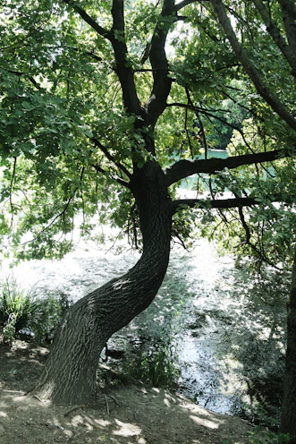 a tree with many branches