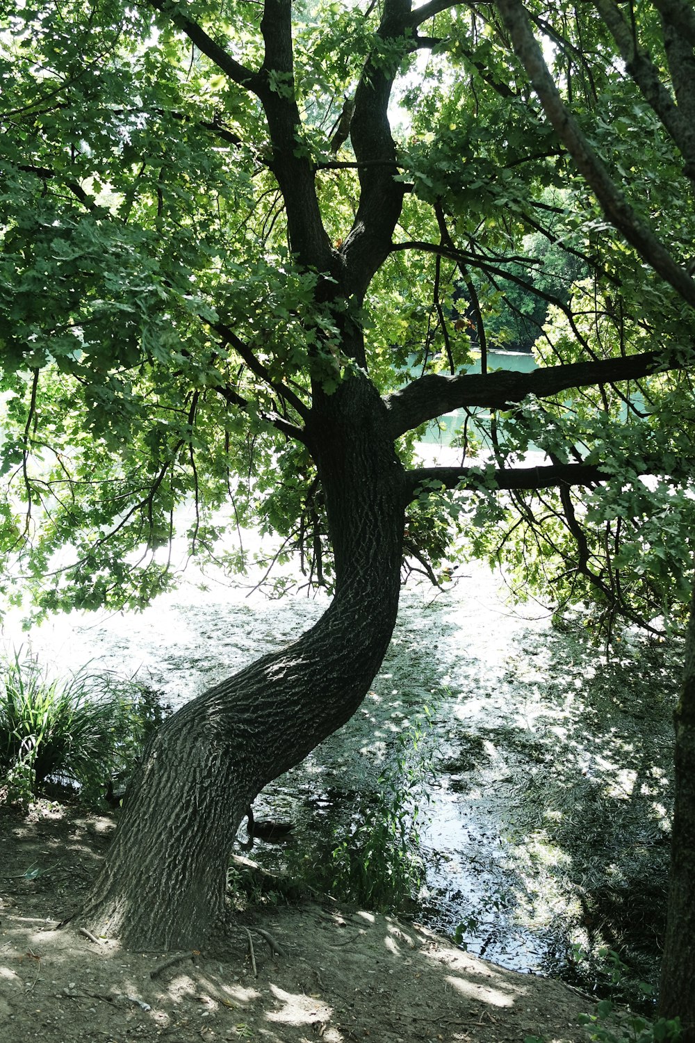 un albero con molti rami