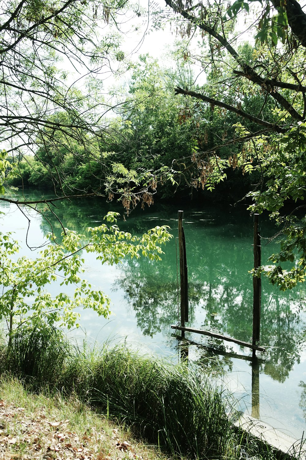 a body of water with trees around it