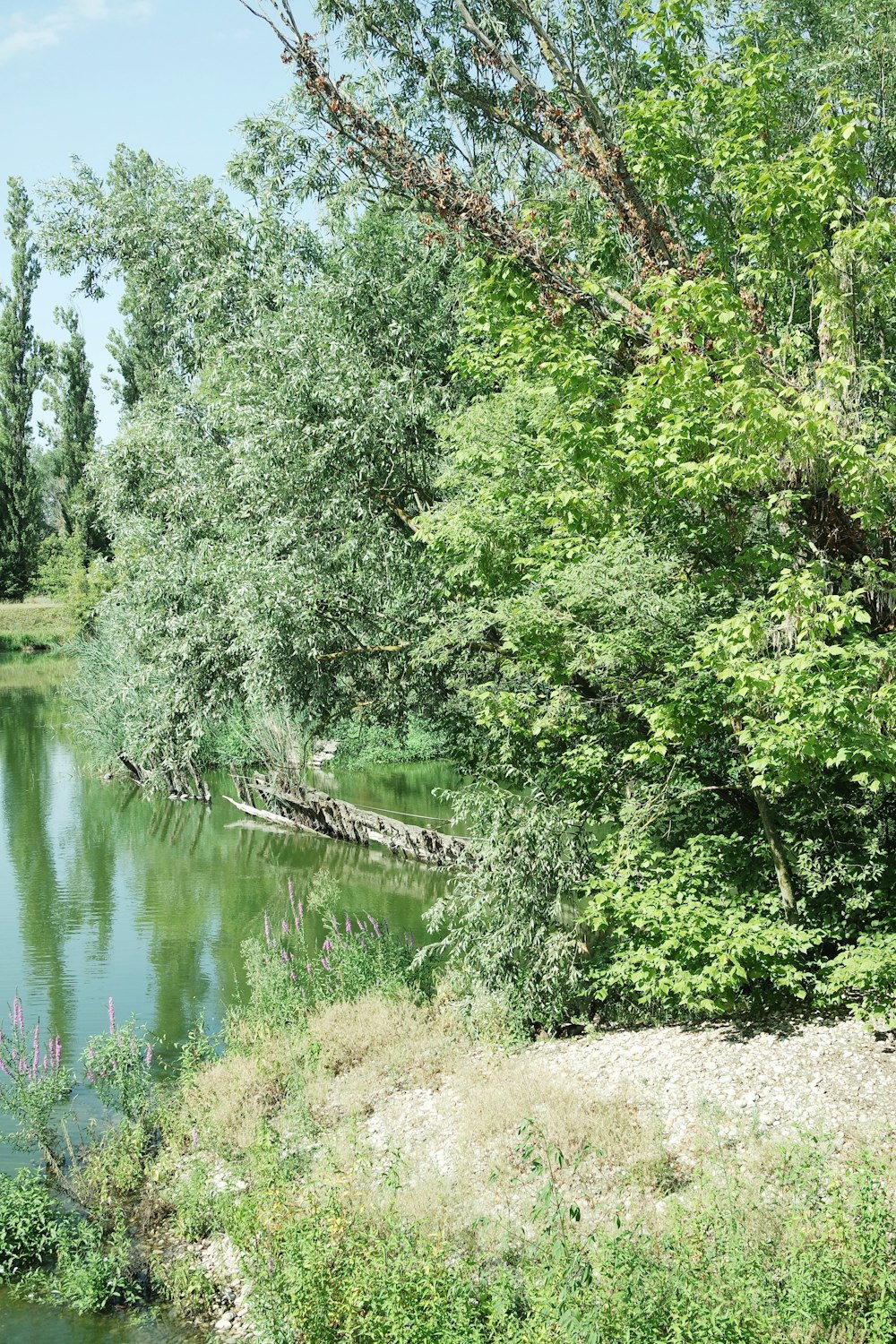 a river with trees around it