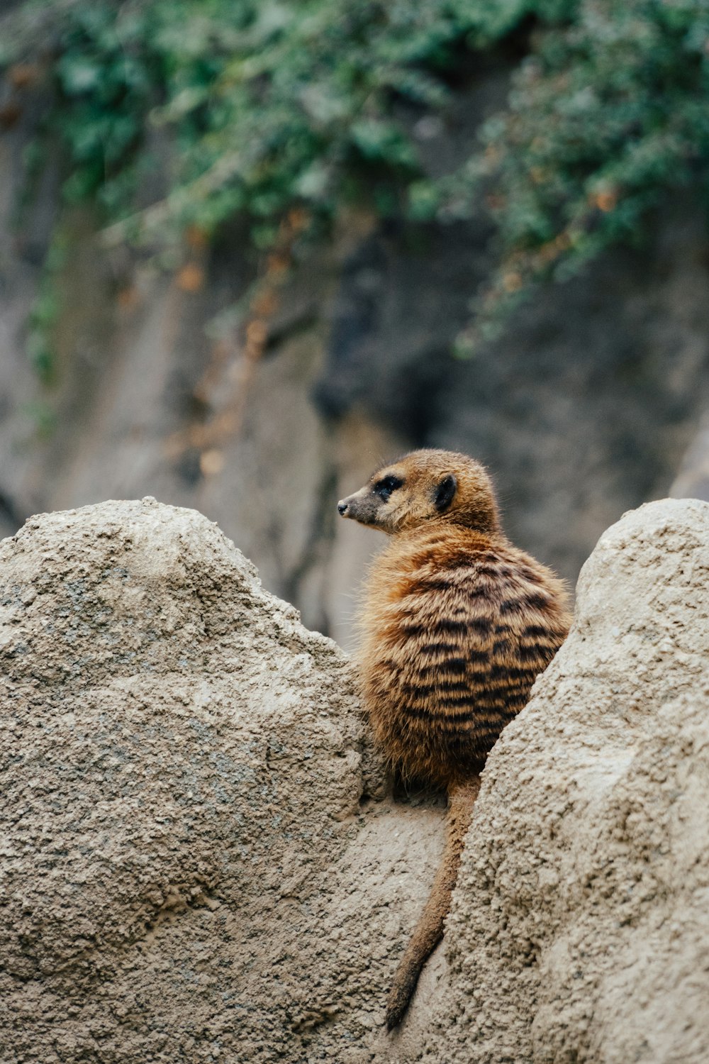 a small animal on a rock