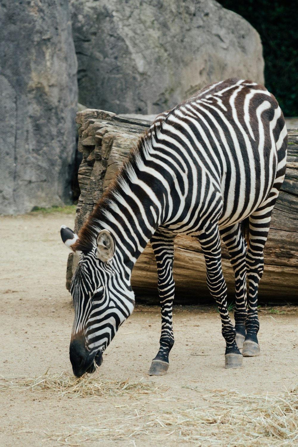 a zebra eating hay
