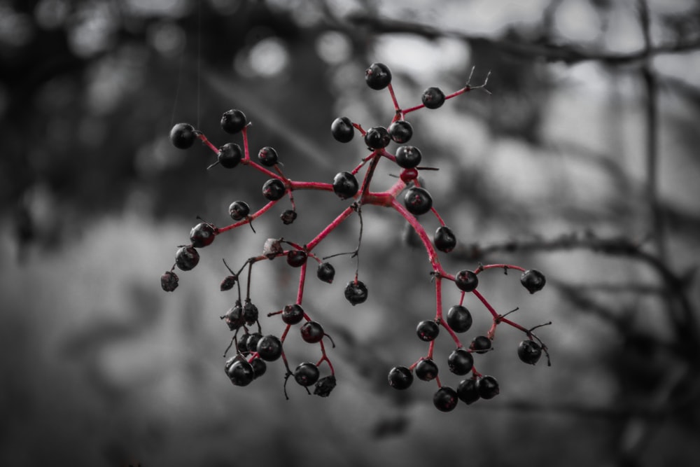 a close up of a tree branch with berries on it