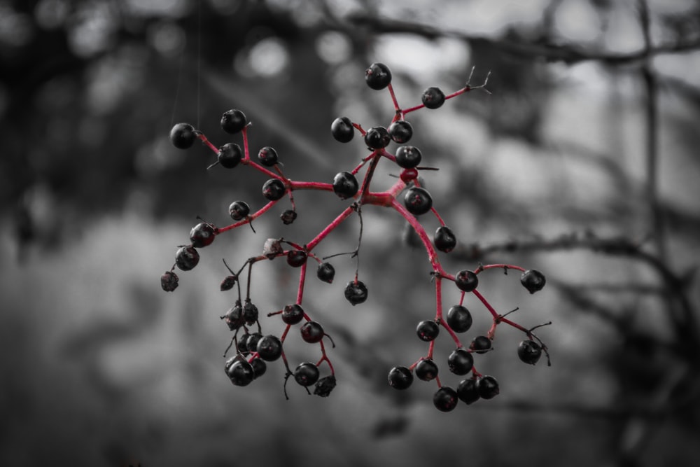 Nahaufnahme eines Astes mit Beeren darauf