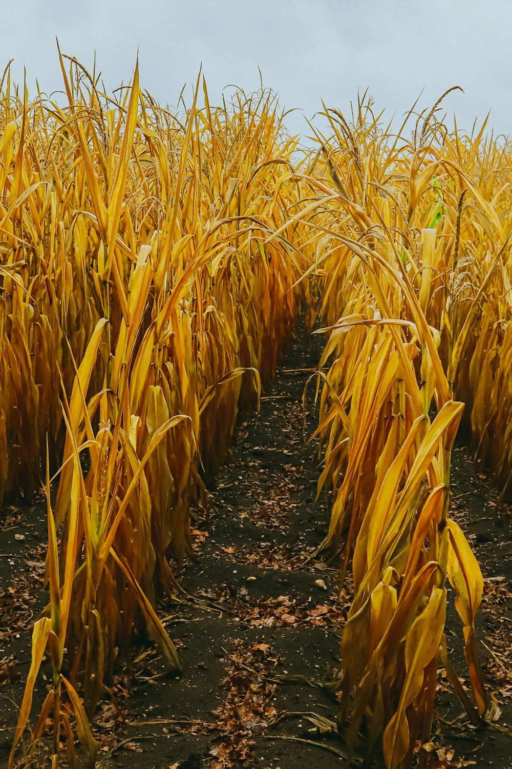 un campo de maíz