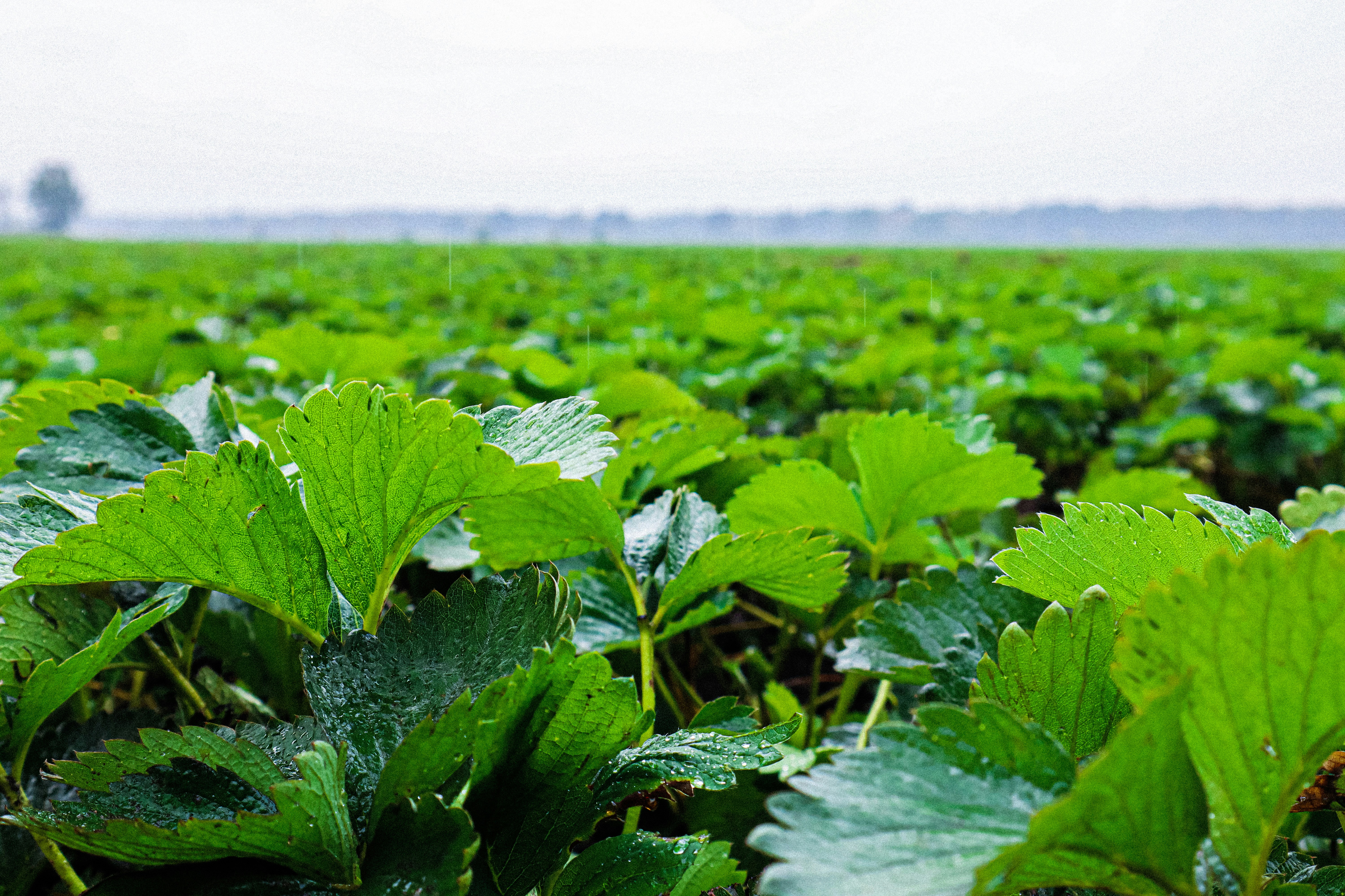 A field of green plants photo Free Argiculture Image on Unsplash
