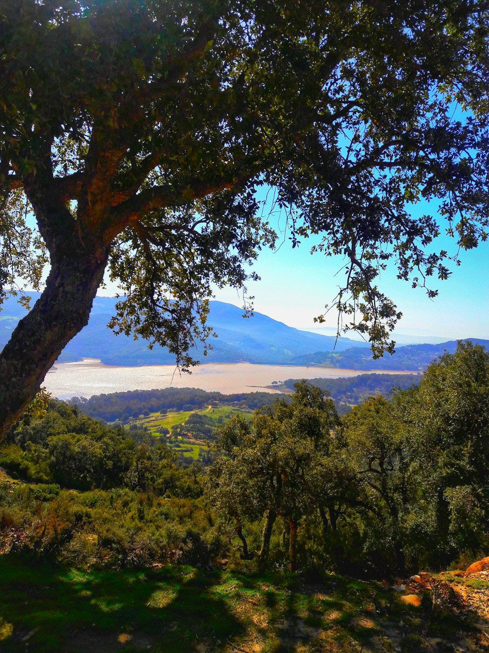 a tree with a mountain in the background