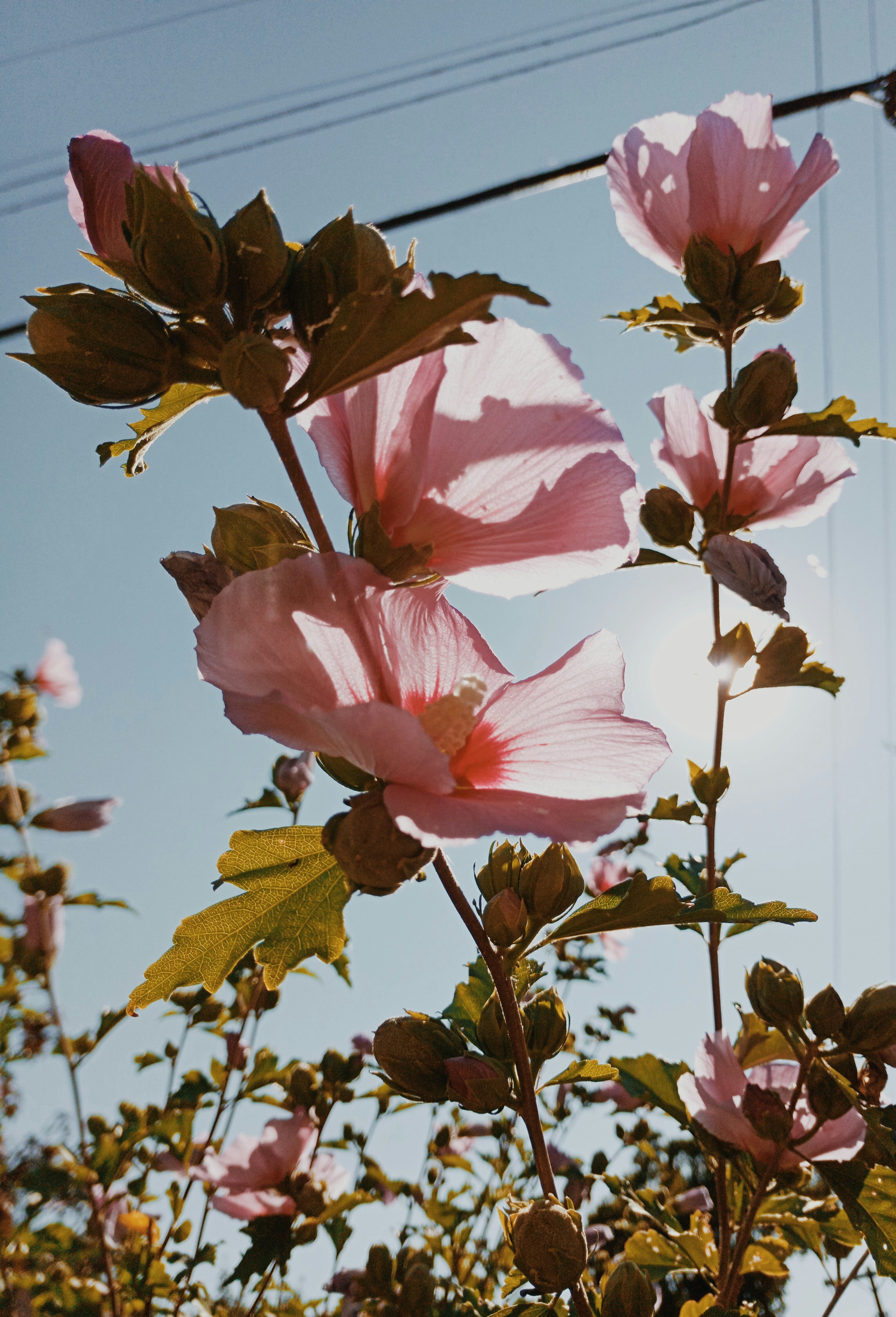 Photo by linusbelanger