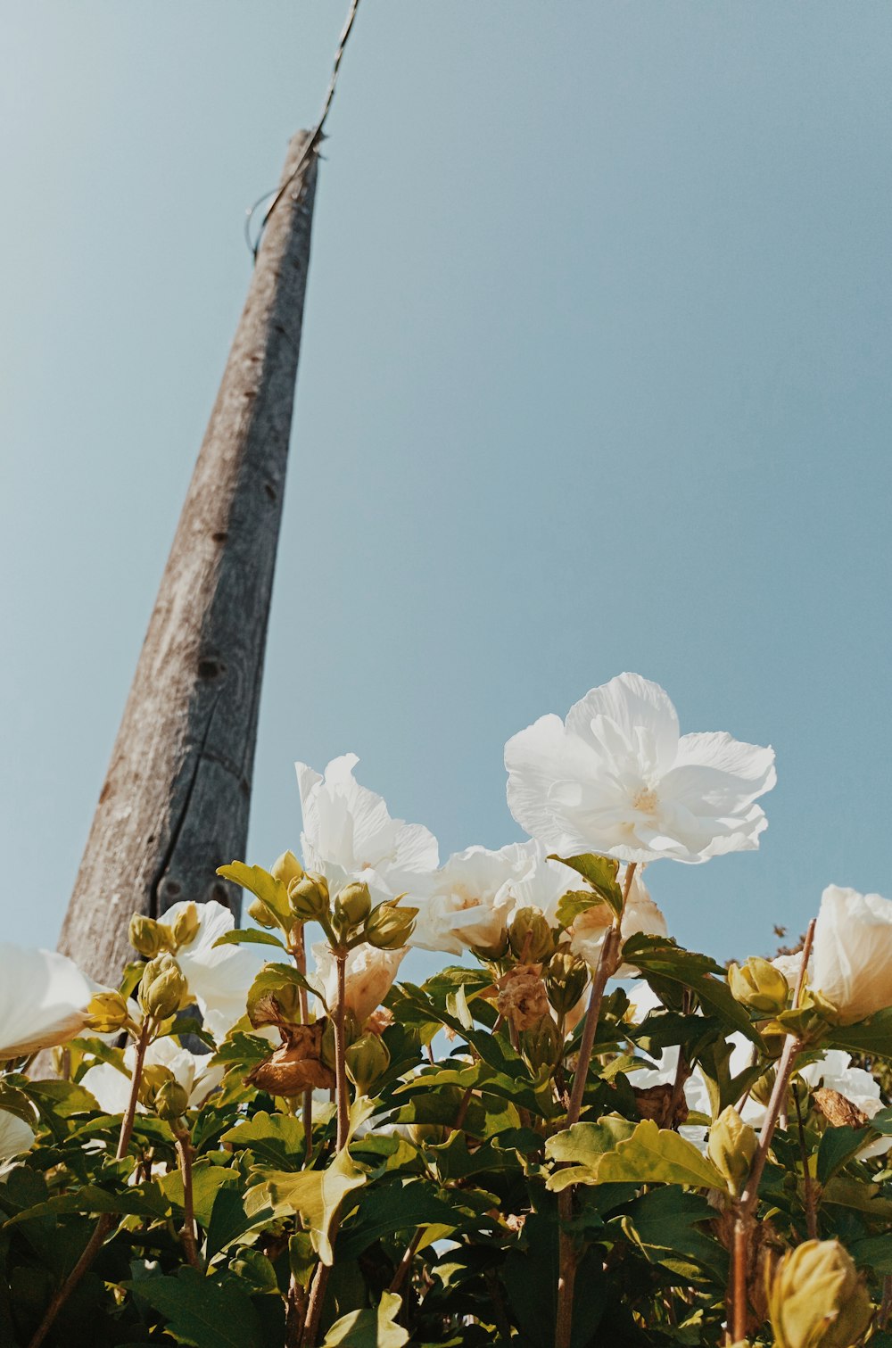 a group of white flowers