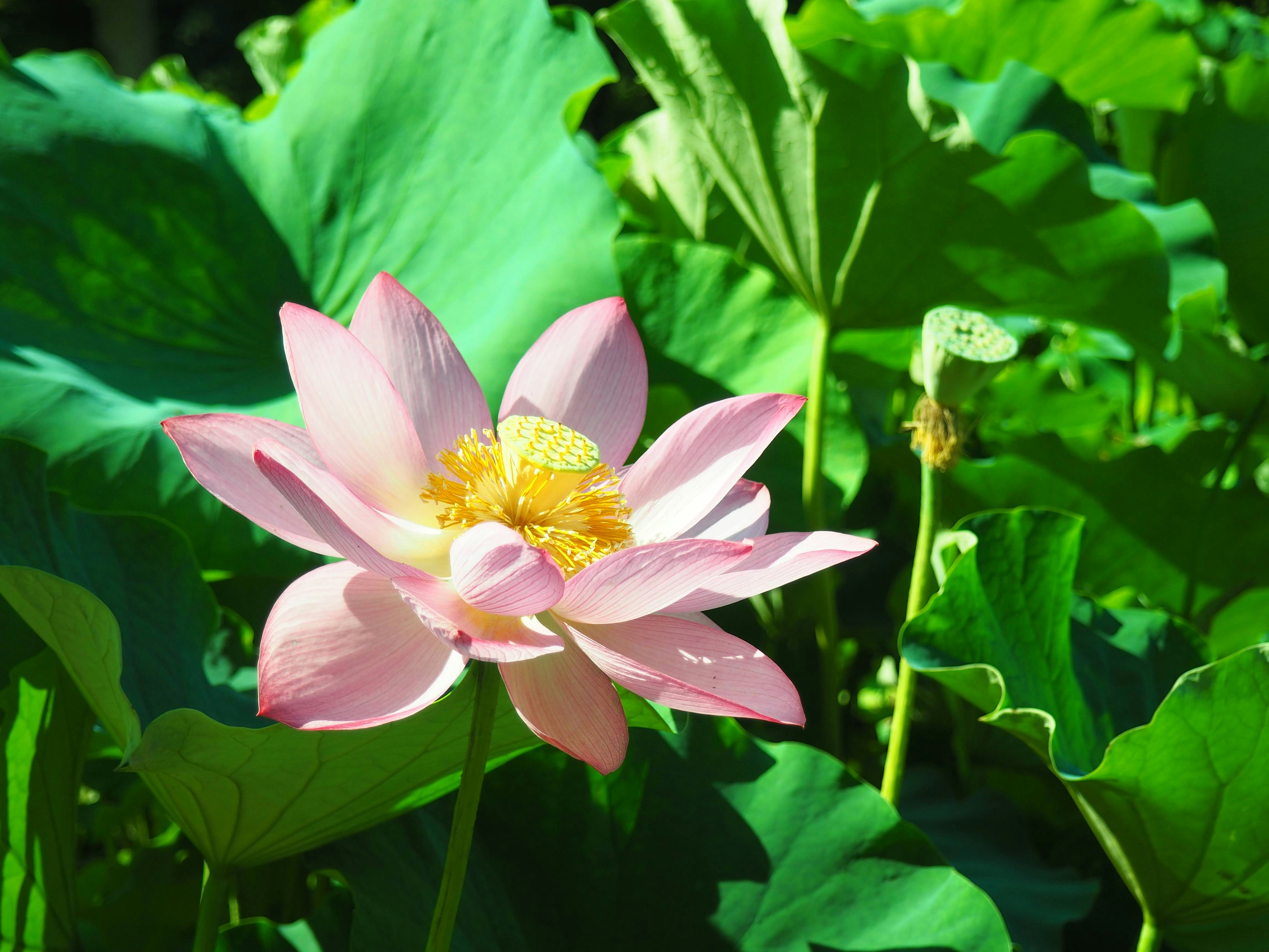 a pink flower surrounded by green leaves