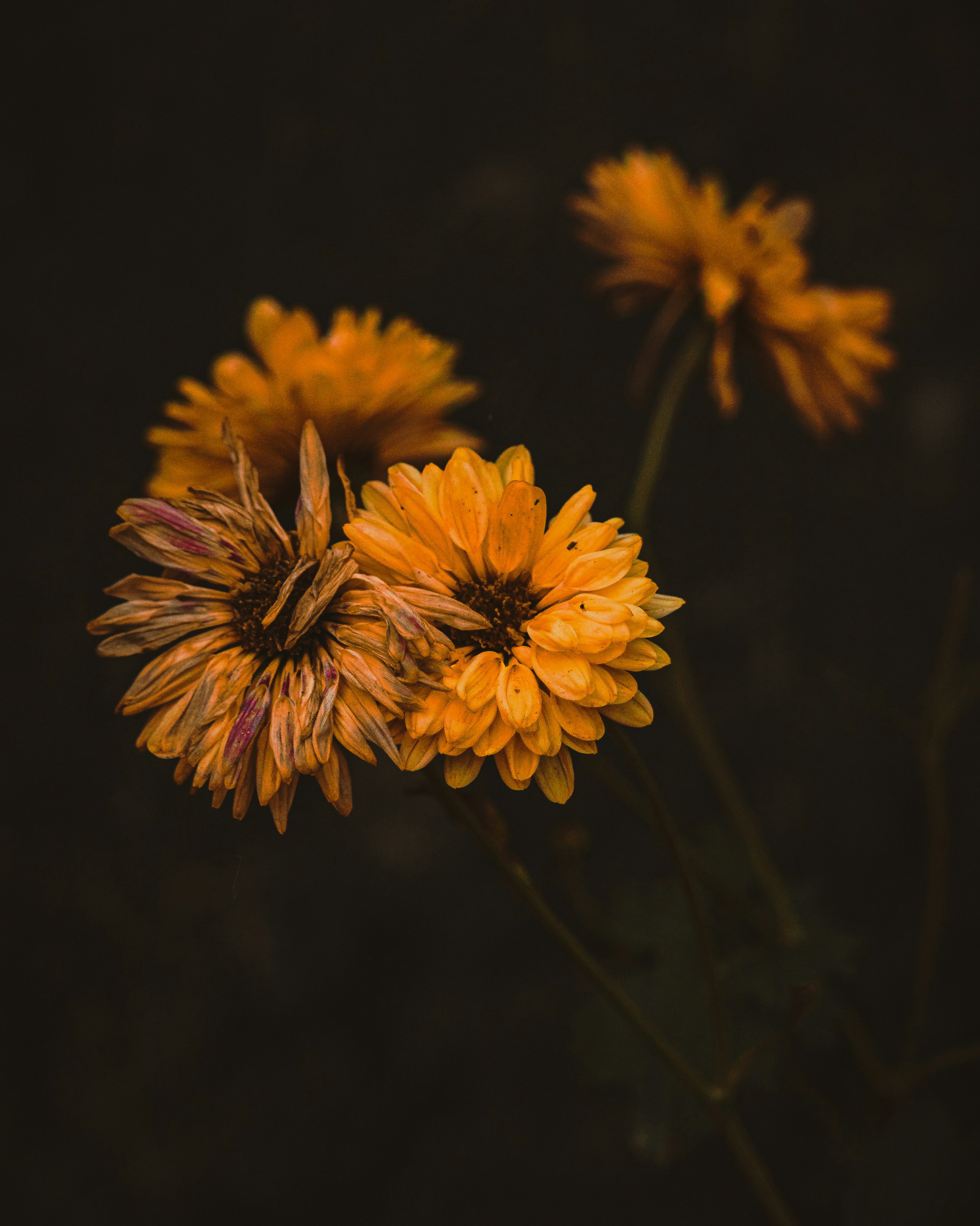 Photo by brajendra_lens_a_lot_