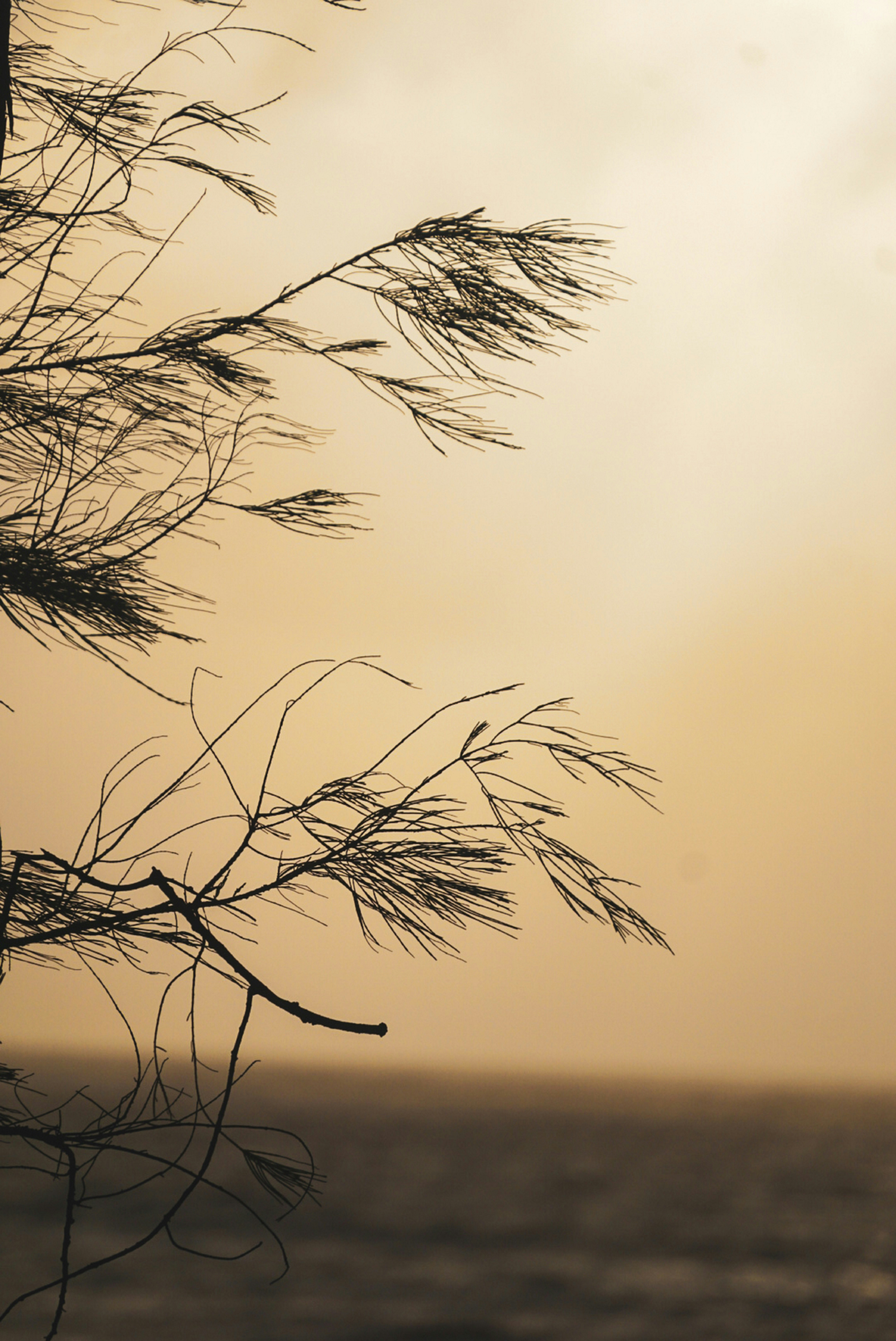 Photo by moumitamaity