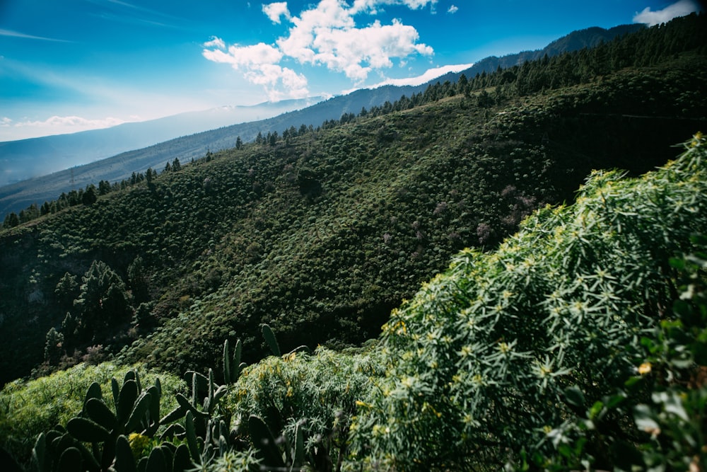 a green hillside with trees