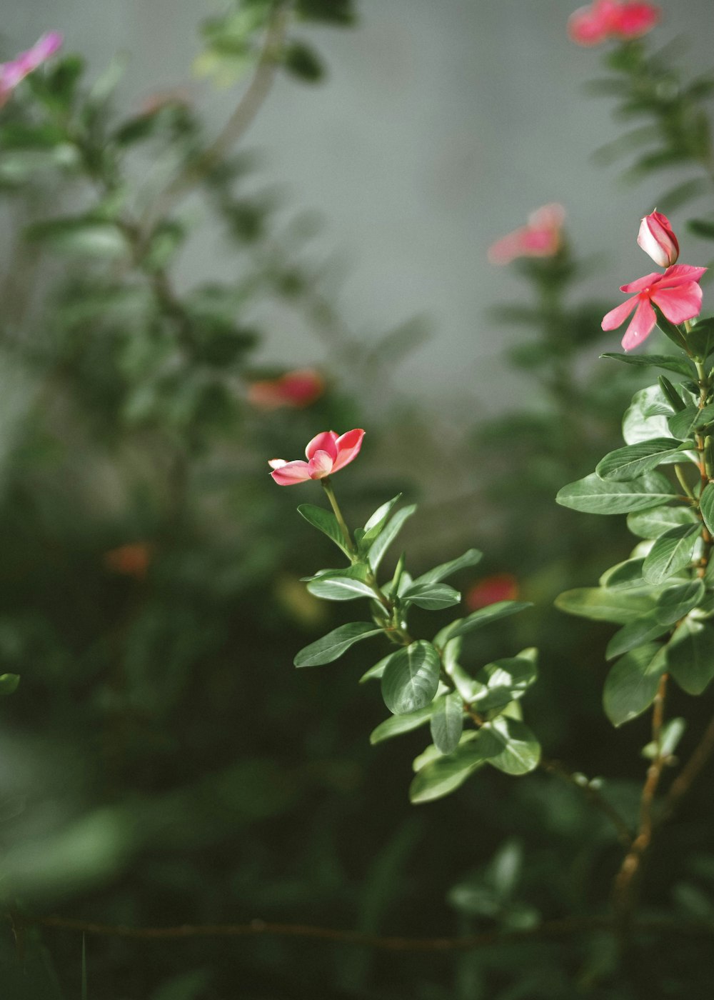 a group of flowers