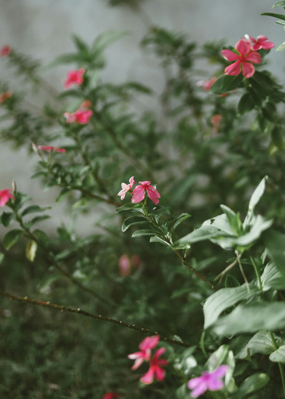 a close up of some flowers