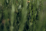 Close-up of freshly trimmed green bushes with dew drops.