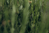 Close-up of freshly trimmed shrubs with dew drops glistening in the morning light.