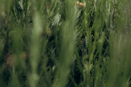 Close-up of freshly trimmed shrubs with dew drops glistening in the morning light.