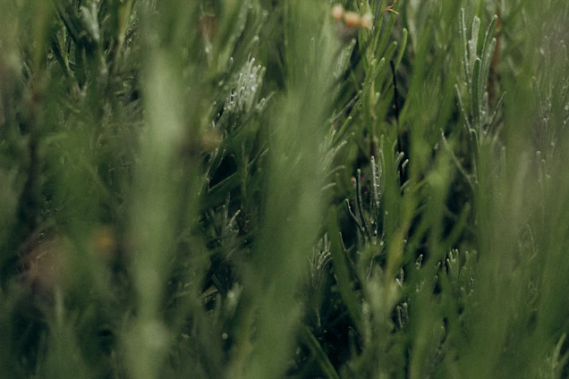A close-up of lush green foliage with dew drops, highlighting the natural beauty and care in landscaping.