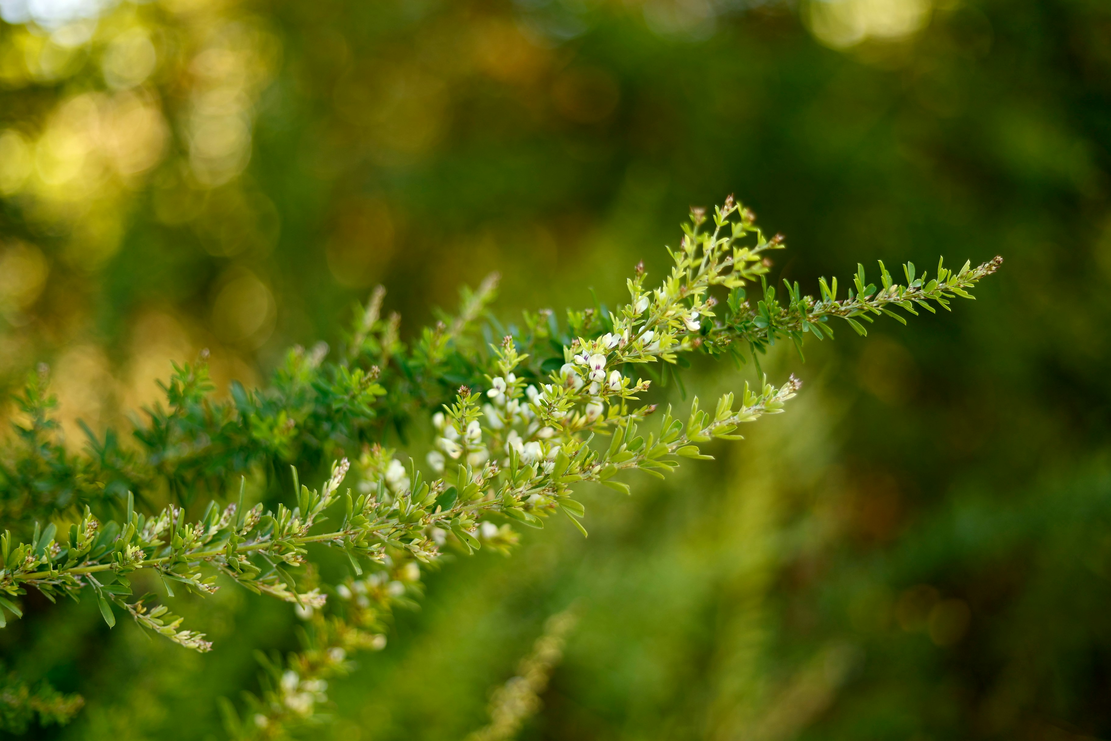 Photo by sherebiahtishbi