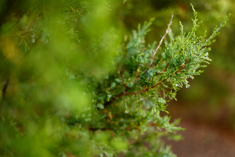 The image shows a close-up view of a branch from a tree, with its green leaves and brown twigs visible. The background is blurred, suggesting that it could be an outdoor setting such as a park or garden.