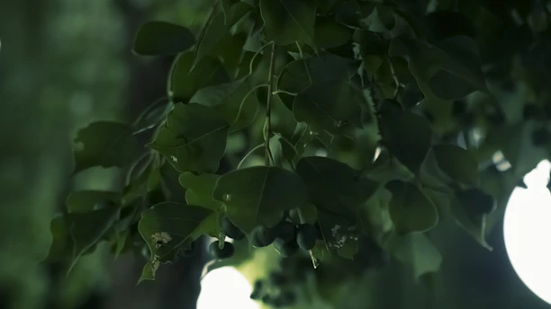 Close-up of vibrant guaraná berries nestled among lush Atlantic Forest leaves, glowing softly with golden light.