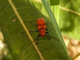 A red insect with black spots on its back rests on a green leaf, with its long black antennae extending outward. The leaf has visible veins and a smooth texture. The background consists of blurred green foliage.
