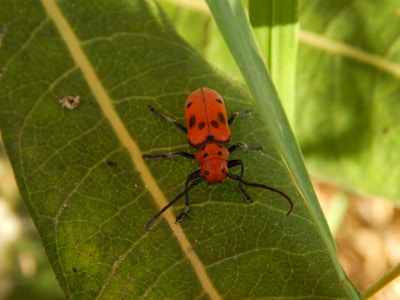 A red insect with black spots on its back rests on a green leaf, with its long black antennae extending outward. The leaf has visible veins and a smooth texture. The background consists of blurred green foliage.