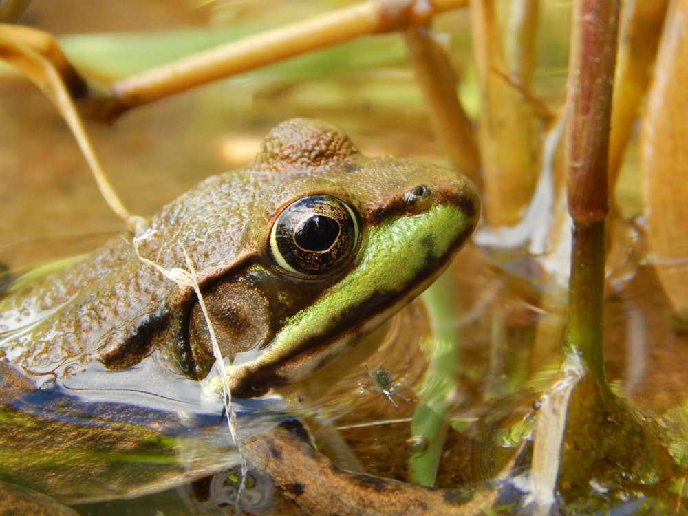 a frog on a branch