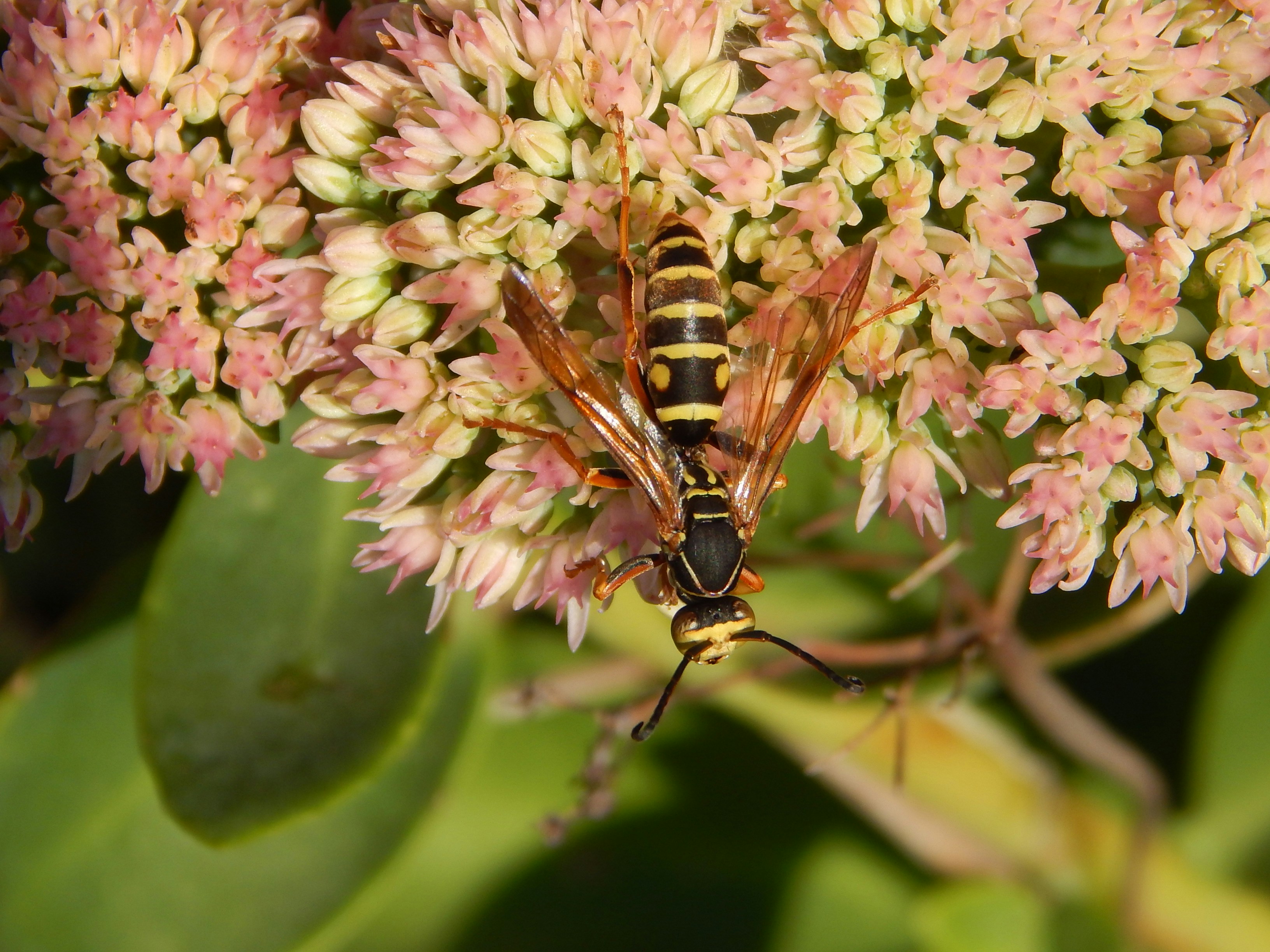 a bee on a flower